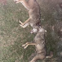 Thermal Hog hunts SE Texas contact me for more details