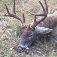 Buck wheat