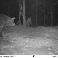 Bear1