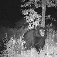 Bear2