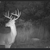 Deer1