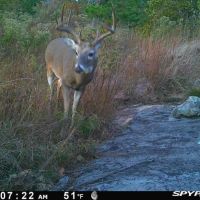 Deer5