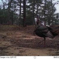 Turkey