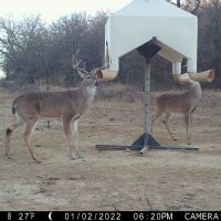 Archery Only Strictly Managed Lease - Jack Co.