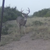 Ranch bucks 21 (3)