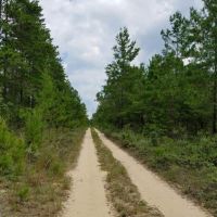 Beautiful wooded hunting lease bordering wildlife management area.