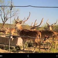Spring Axis / Turkey Hunt
