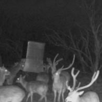 3000 acres of whitetail, axis and turkey