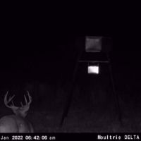 Buck  doe night