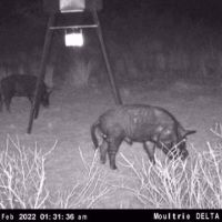 Hogs night