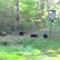 50 Acre Deer Lease near New Boston ($5k entire lease)