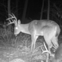40 Acre Deer Lease by Clarksville, Red River County