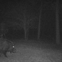 Hog