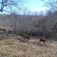 Secluded 65 Acre Hunting Lease 2 Hours from Dallas