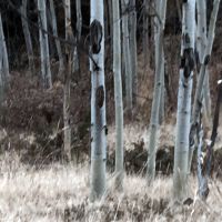 Land pic4