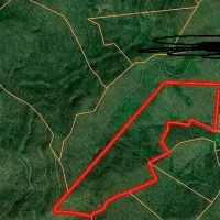 Wild 85 acres of forest