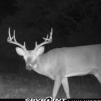 Deer Turkey and Hog Lease