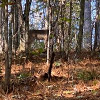 Deer 1