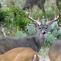 Gillespie County, Texas Management Lease