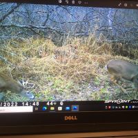 Buck chasing doe