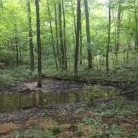 Lookout creek