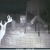 Deer 40001