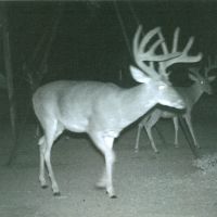 Other deer at  8