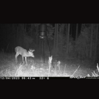 Deer pic 2