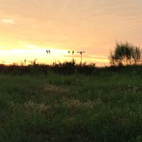42 Acre wooded tract with pipeline access - Killed many of Dove and Deer here.