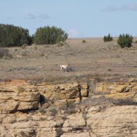 Pronghorn Antelope Rifle Hunt for 1 Hunter on 3,000+ Acre Private Ranch
