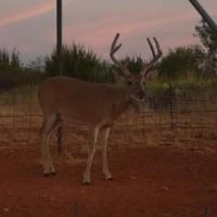 WHITETAIL DEER & HOG LEASE