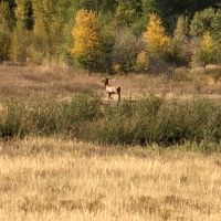 Elk