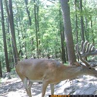 Rare Trophy Deer Lease Opportunity