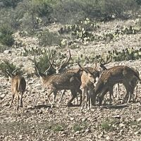 Whitetail Deer, Turkey and Hog hunting in Rocksprings Tx