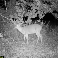80 Acres in NE Davis County Iowa - Zone 6