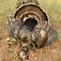 Rafter J Ranch Hunts