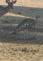 Day hunts now open on 75 aces in the Texas Hill Country