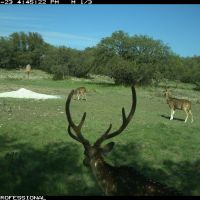 Texas Hill Country High Fenced Since 2005