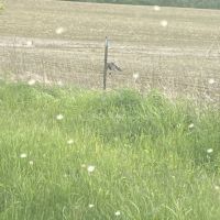 Img-0349