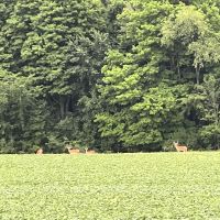Img-1537
