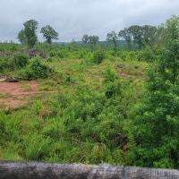 Heavy cover 150 acres