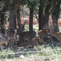 TROPHY WHITETAIL  GUIDED DEER HUNTING