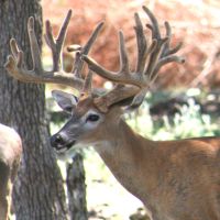 No tag buck