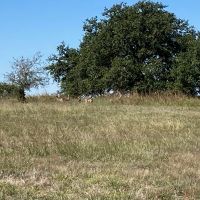 Deer-1