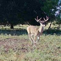 Deer-9