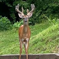 158 acres of prime whitetail deer hunting
