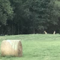 Deer heaven in East Texas.&nbsp; 650 acres with multiple creeks and ponds.
