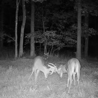 700 acres in 4 Tracts Daily DIY deer hunts in western Kentucky