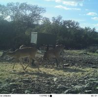 Whitetail meat/management hunts
