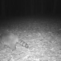 Racoon-2